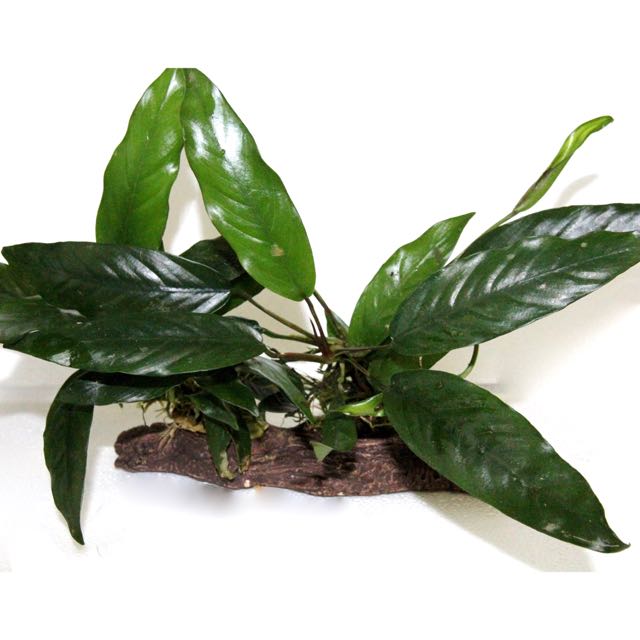 Anubias on stone wood M (M)
